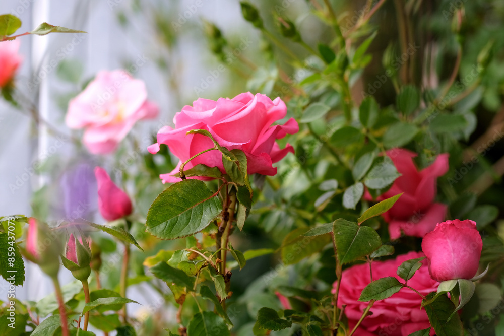 Pink rose bush blossom at the balcony garden. Perspective view at the balcony at rose bushes. Pink rose bush blossom at the balcony garden. Perspective view at the balcony at rose bushes.
