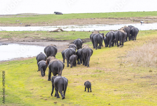Photography Group asian elephants in Mineriya National park