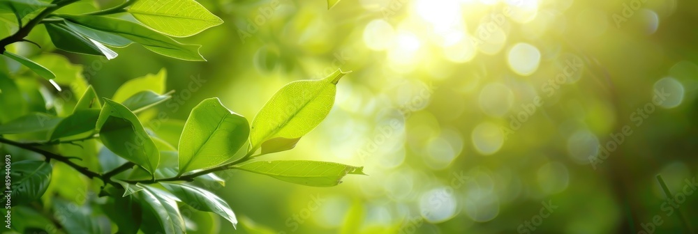 Sunlit Green Leaves in a Forest Sunlit Green Leaves in a Forest