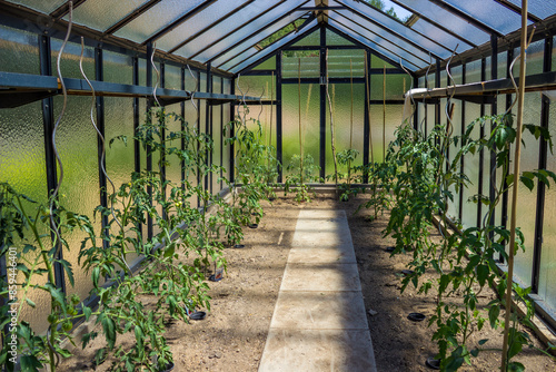 View of the glass greenhouse full with tomato plant seedlings growing in a soil