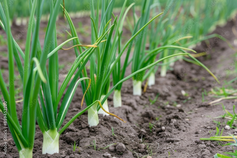 On the plantation, green onions grow abundantly in thick, verdant rows, their fresh, slender stalks ready for harvest imparting a savory taste to dishes On the plantation, green onions grow abundantly in thick, verdant rows, their fresh, slender stalks ready for harvest imparting a savory taste to dishes