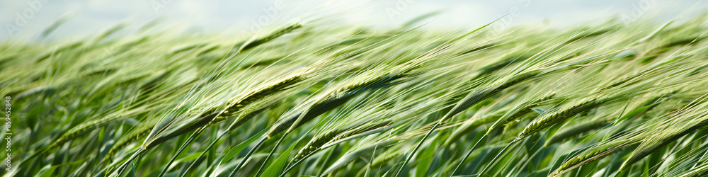Young corn is gaining strength. The concept of organic and proper food. For brochures, websites and posters on the topic of crop production Young corn is gaining strength. The concept of organic and proper food. For brochures, websites and posters on the topic of crop production
