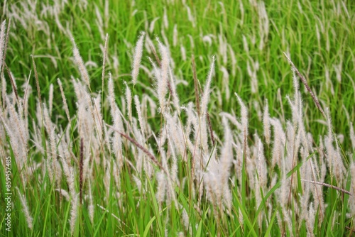 green grass in the wind