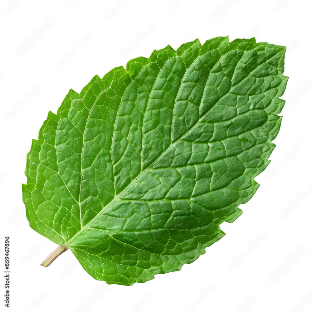Obraz premium Single mint leaf representing botanical nature and foliage clipart on transparent background