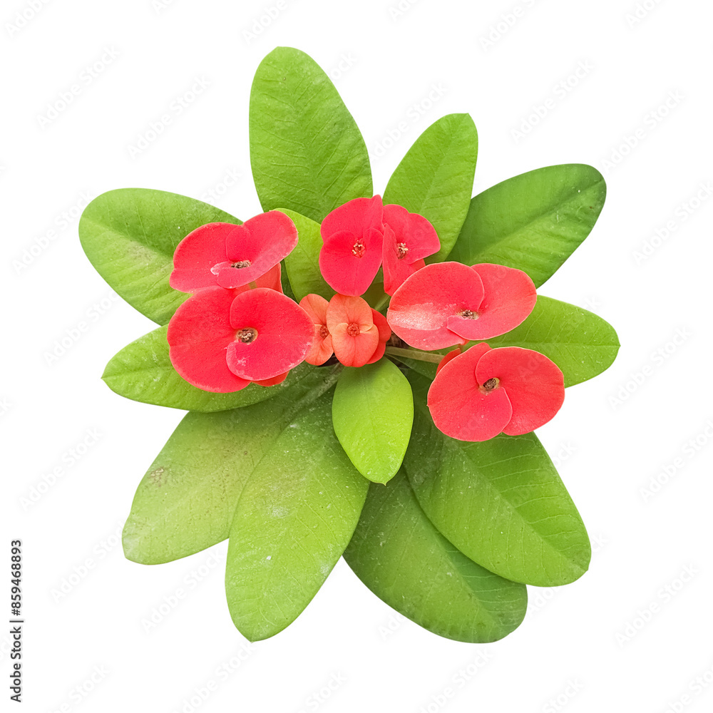Naklejka premium Euphorbia Milli Flowering Plant