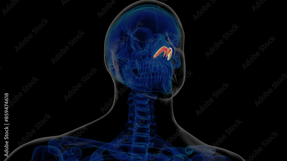 Human skeleton alar cartilage anatomy for medical concept 3D rendering Human skeleton alar cartilage anatomy for medical concept 3D rendering