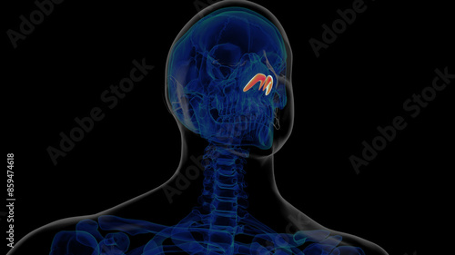 Tableau sur toile Human skeleton alar cartilage anatomy for medical concept 3D rendering