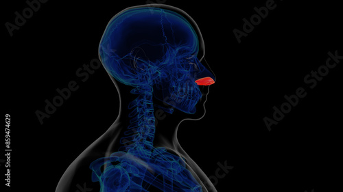 Photography Human skeleton alar cartilage anatomy for medical concept 3D rendering