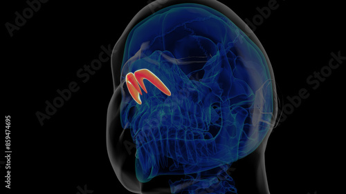 Bilde på lerret Human skeleton alar cartilage anatomy for medical concept 3D rendering