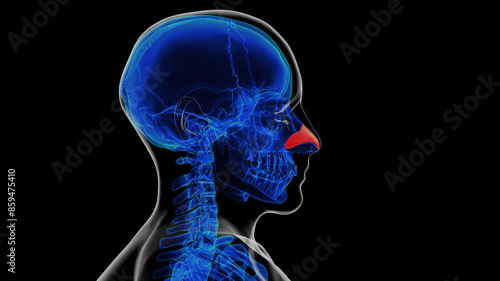 Human skeleton nasal cartilage anatomy for medical concept 3D rendering