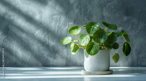 A small, round-leafed houseplant sits on a white table in front of a gray wall. The sunlight is shining on the plant, which is called the Chinese money plant. photo