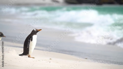 Penguin Slow Motion Cinematic Beach Landscape. Falkland Islands Beautiful Scenic View Wildlife Documentary