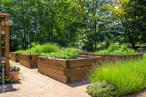 Vegetable garden with raised beds in the backyard with cabbage and peppers 