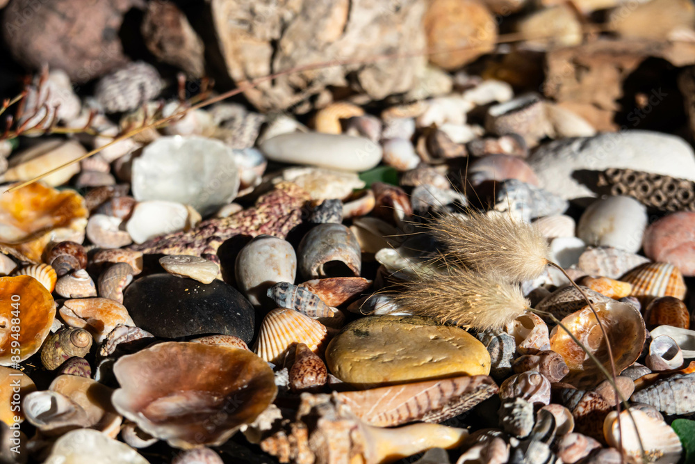 Sea treasures: mix of beautiful seashells, pebbles and colorful glasses found on Sardinian beaches in Italy. Sea treasures: mix of beautiful seashells, pebbles and colorful glasses found on Sardinian beaches in Italy.