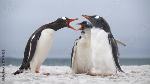 Penguin Runs Into Group Attacks and Is Chased Away Gentoo Colony Beach Sand Blue Ocean Cinematic Funny Adorable Animals Molting Wildlife Nature