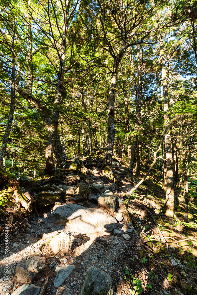 北岳白根御池へ続く登山道　山梨県南アルプス市