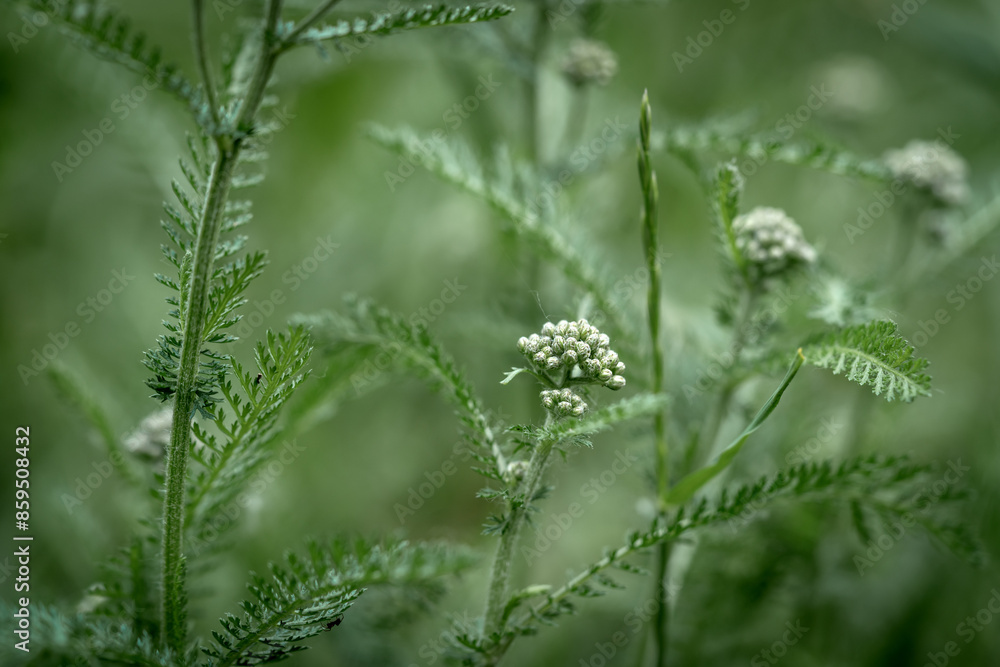 Medicinal plant yarrow in a flower bed in the park. Achilléa millefólium in a meadow closeup