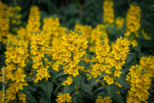Obraz na płótnie Lysimachia vulgaris with yellow flowers in a meadow. A flowering perennial plant in the park on a flowerbed in closeup w salonie