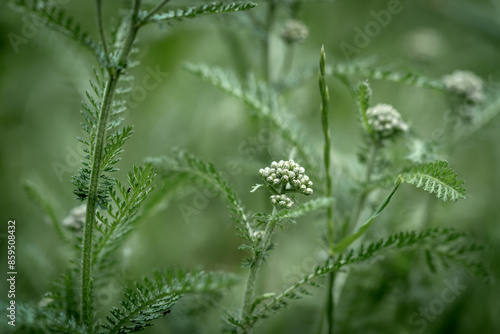 Obraz na płótnie Medicinal plant yarrow in a flower bed in the park. Achilléa millefólium in a meadow closeup w salonie