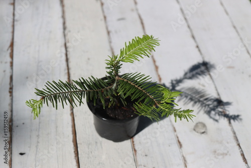 Tsuga heterophylla choina zachodnia  photo