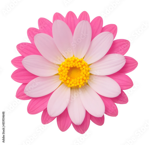pink and white flower isolated on transparent background, extracted, png file