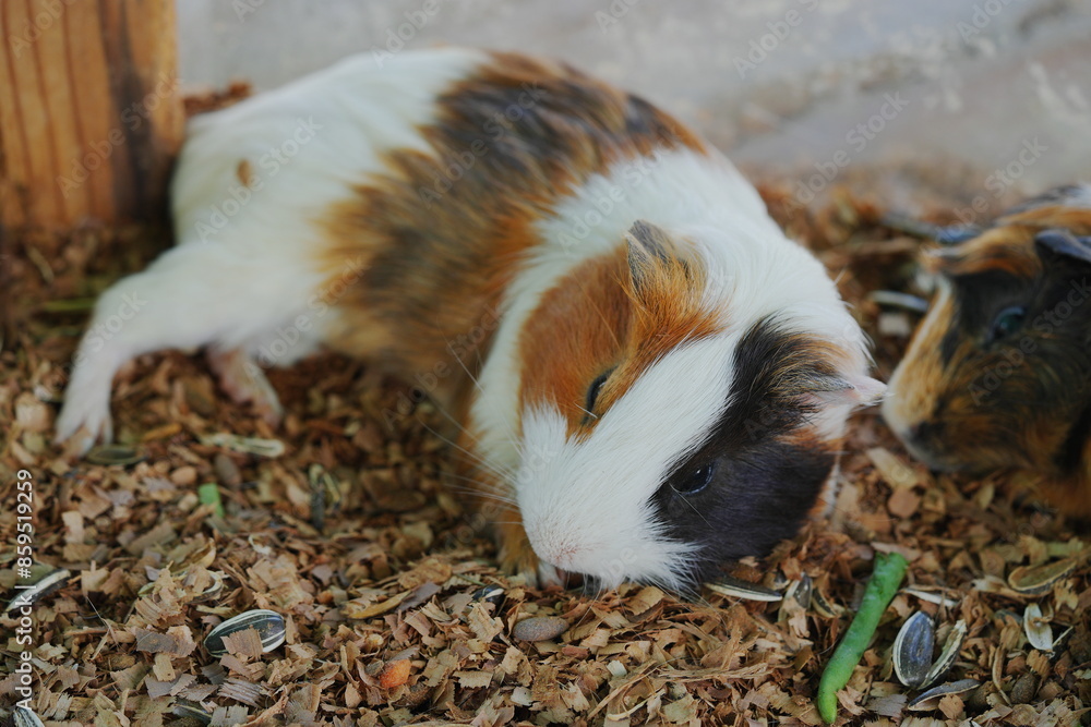 The guinea pig (Cavia porcellus), also known as a cavy, is a domesticated rodent native to South America. The guinea pig (Cavia porcellus), also known as a cavy, is a domesticated rodent native to South America.