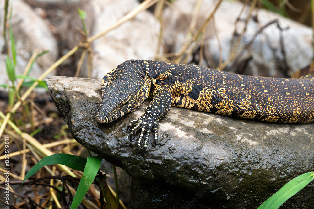Varan du Nil, Varanus niloticus Varan du Nil, Varanus niloticus