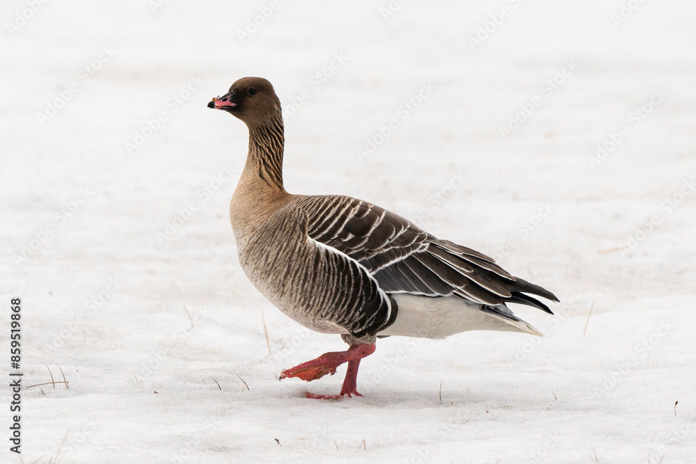 Oie à bec court, .Anser brachyrhynchus, Pink footed Goose, Spitzberg, Svalbard, Norvège Oie à bec court, .Anser brachyrhynchus, Pink footed Goose, Spitzberg, Svalbard, Norvège