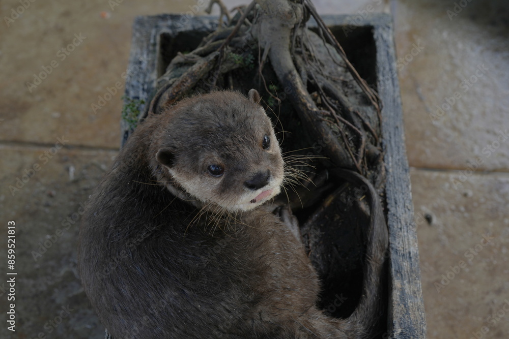Obraz premium Asian Small-Clawed Otter (Aonyx cinereus): Found in Southeast Asia, inhabiting rivers, wetlands, and mangroves.|水獺
