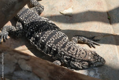 Tupinambis merianae, commonly known as the Argentine Black and White Tegu or Salvator merianae, is a large species of lizard native to South America|阿根廷黑白南美蜥 photo