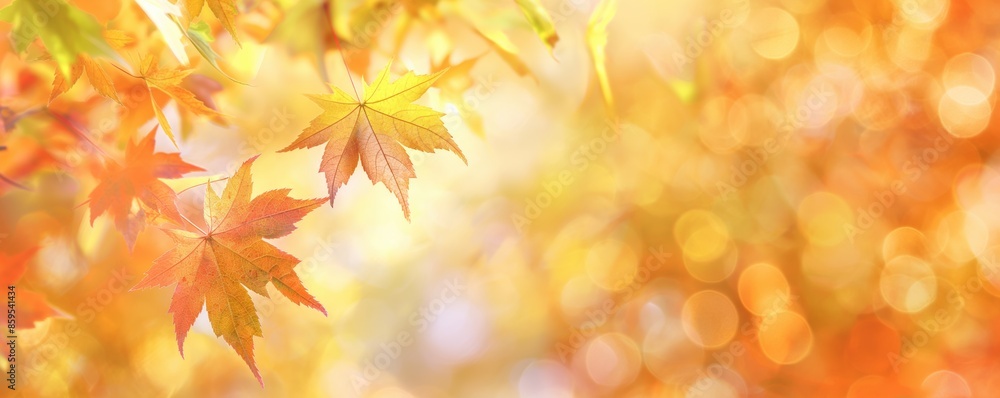 Autumn Maple Leaves with Soft Focus Background. Colorful Fall Foliage in Warm Sunlight Autumn Maple Leaves with Soft Focus Background. Colorful Fall Foliage in Warm Sunlight