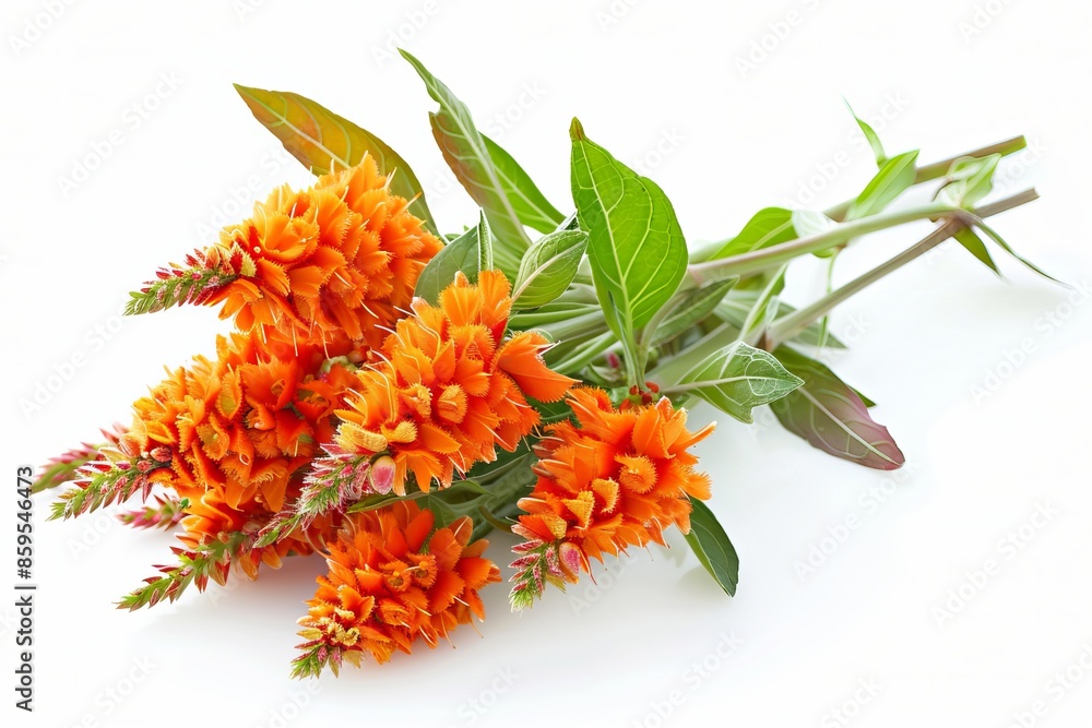 Orange Celosia Isolated on White Background. Beautiful Celosia Flower Orange Celosia Isolated on White Background. Beautiful Celosia Flower
