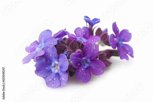 Purple Forget Me Not Isolated on White Background. Beautiful Forget Me Not Flower