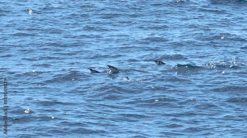 Group of Penguins Fast Jumping Porpoising In the Water Antarctica Sun Sparkling Ocean Dozens of Wildlife Antarctica Scenic Cruise Group of Penguins Fast Jumping Porpoising In the Water Antarctica Sun Sparkling Ocean Dozens of Wildlife Antarctica Scenic Cruise