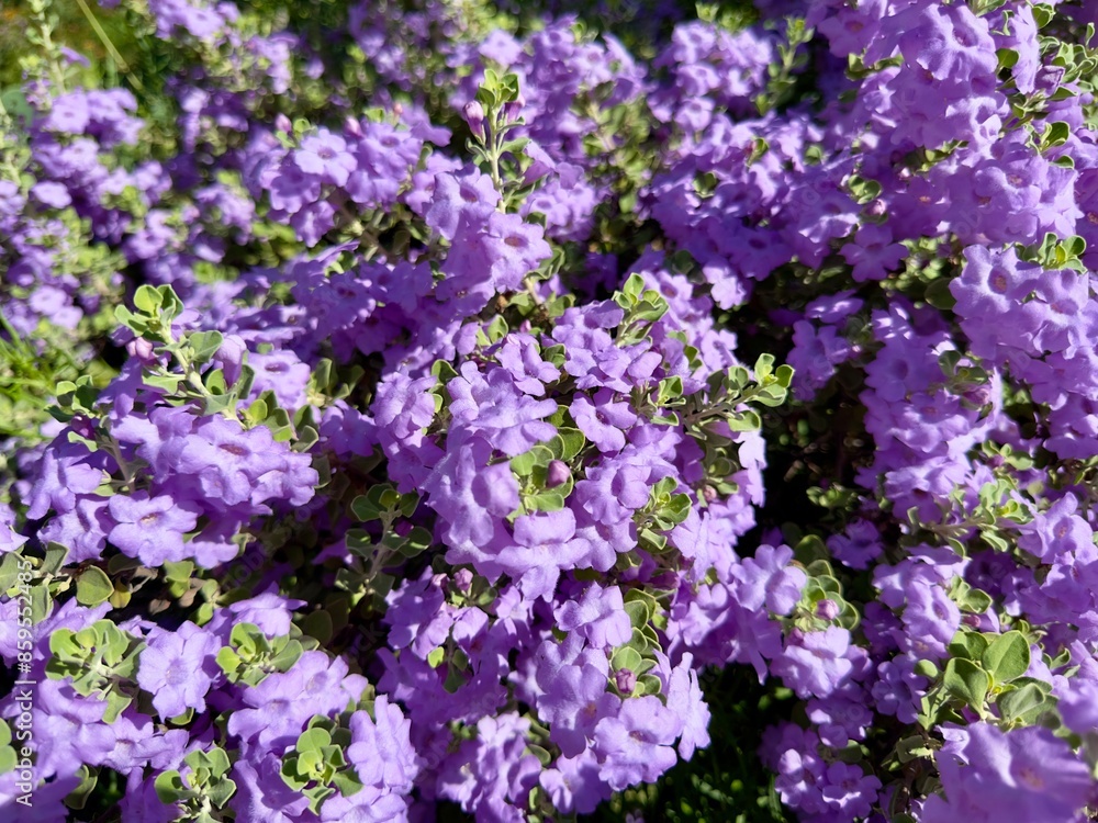 A lush green landscape adorned with purple and colorful wildflowers creates a vibrant and enchanting scene, showcasing nature’s beauty with a rich tapestry of blooming flora. A lush green landscape adorned with purple and colorful wildflowers creates a vibrant and enchanting scene, showcasing nature’s beauty with a rich tapestry of blooming flora.
