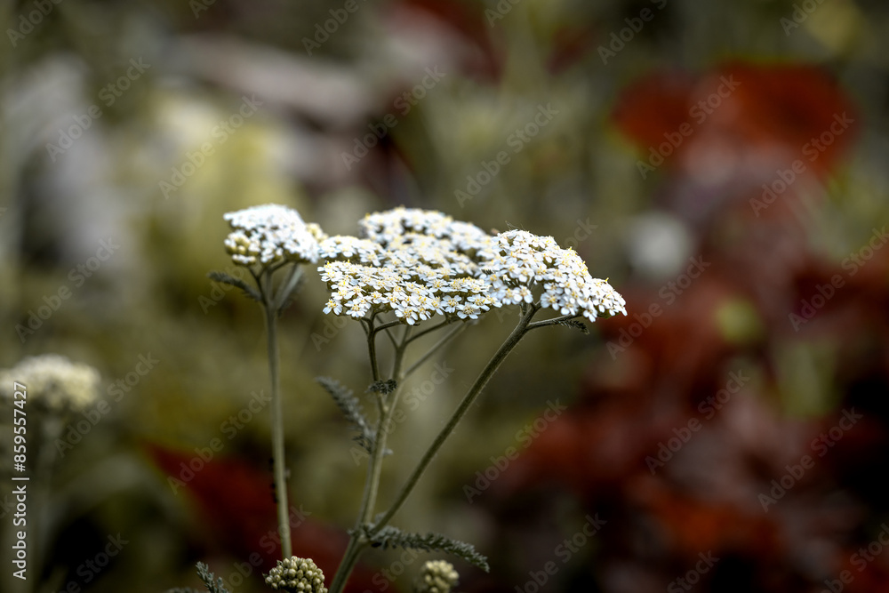 Medicinal plant yarrow in a flower bed in the park. Achilléa millefólium in a meadow closeup