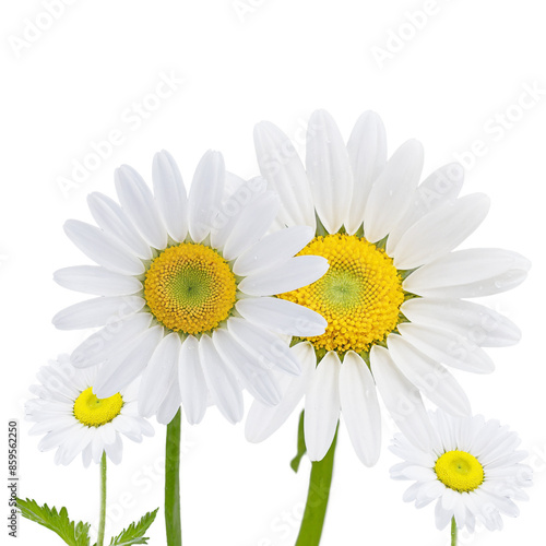 detailed daisies isolated on transparent background © Edward.S