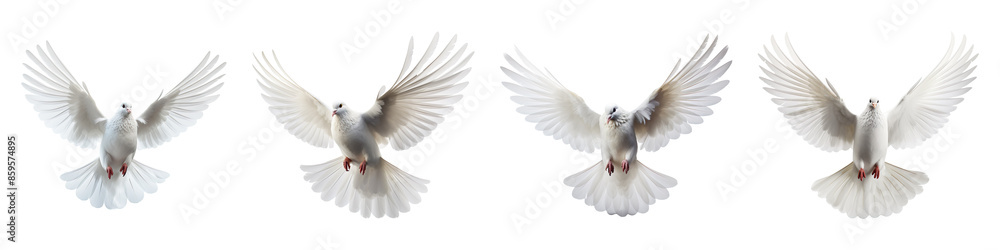 Collection of dove Flying isolated on transparent background Collection of dove Flying isolated on transparent background