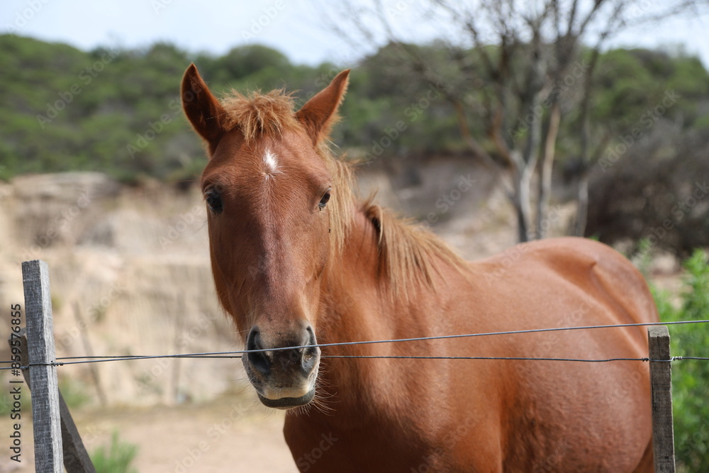 Closeup of brown mare with white star on her forehead. Lucero horse grazing on rural farm with mountains in the background and copy space. Farm animal. Equine. Closeup of brown mare with white star on her forehead. Lucero horse grazing on rural farm with mountains in the background and copy space. Farm animal. Equine.