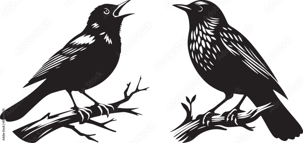 Blackbird Vector image Blackbird Vector image