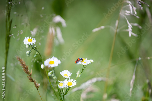 Trichodes apiarius. Cleridae. An insect on a daisy. Floral background. Summer herbs. Red beetle on a flower photo