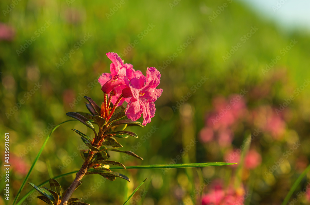 Flowering rhododendron in the mountains on a summer evening. Wild mountain flower close-up with blurred background Flowering rhododendron in the mountains on a summer evening. Wild mountain flower close-up with blurred background