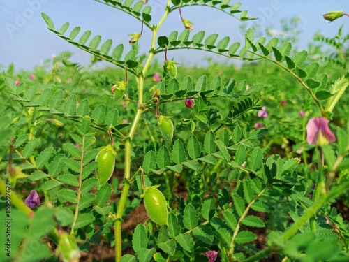 Chickpea plant in farm, Green Chickpeas field , Chick peas also known as harbara or harbhara, Green pod chickpea, gram or Bengal gram, chhana, chana, or channa crop of chickpea green plants pod seeds