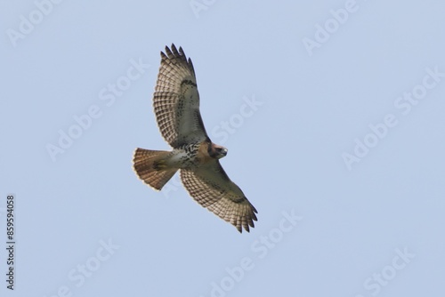 Soaring hawk in flight against a clear blue sky photo