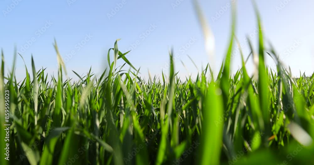 green young wheat in the field in the spring, a large number of green wheat sprouts in the spring season green young wheat in the field in the spring, a large number of green wheat sprouts in the spring season
