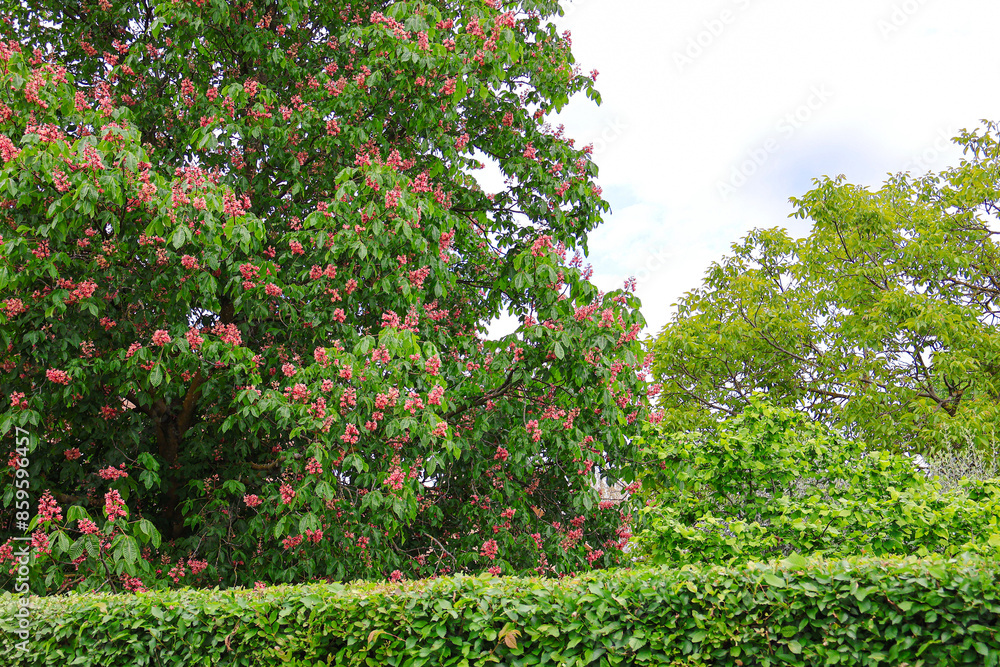 flowers in the garden flowers in the garden