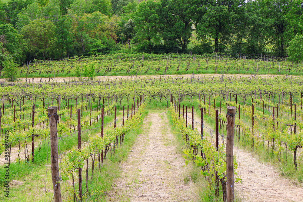 vineyard in region country vineyard in region country