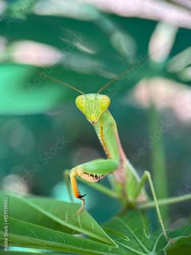 green praying mantis