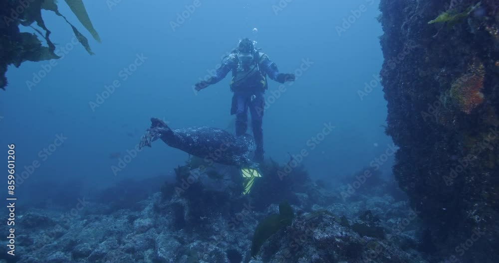 Wild harbor seal curiously inspects scuba diver. Wild harbor seal curiously inspects scuba diver.