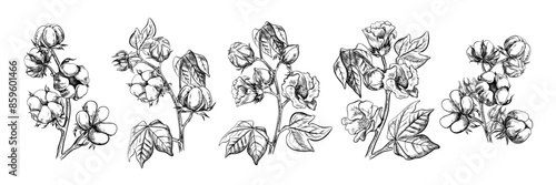 The cotton is organic. A set of cotton branches, ripe, unripe and blooming. Black and white, detailed, graphic, vector illustration. Isolate, hand-drawn on a white background.